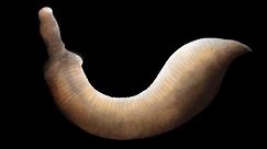 The Worm That Terrorised The Prehistoric Oceans - Ottoia