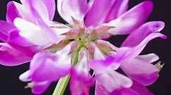 Astragalus - An Ancient Herb for Modern Immune Support in Chronic Illness | Medicinal Plants
