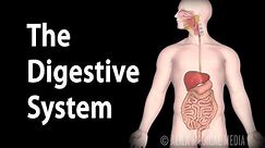 Physiology Basics: the Digestive System, Animation