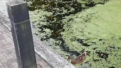 Ducks at Enfield Island Village 22nd July 2020