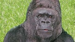 Koko, the gorilla who mastered sign language, dies at 46