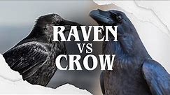 Raven VS Crow: The Battle of The Black Birds!