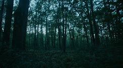 The Woods Are Real