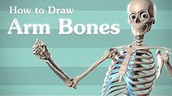 Drawing Arm Bones - Anatomy for Artists
