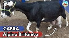 CABRAS LEITEIRAS ALPINA BRITÂNICA NO TORNEIO LEITEIRO (PARTE 3) ALTA PRODUÇÃO DE LEITE #cabras