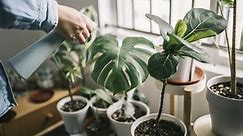 8 Common Houseplant Problems and What to Do About Them