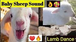 Baby Sheep or Lamb Crying For Mother | Lamb Sound | A Baby of Sheep | Lamb Dance