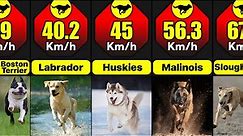 What Are The Fastest Breeds Of Dogs In The World | Comparison