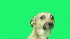 funny dog muzzle on green screen