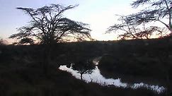 African River Wildlife