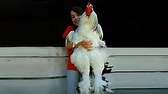 Biggest Chicken in the World