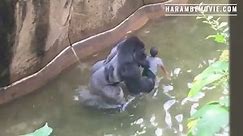 Trailer for new Harambe documentary with previously unseen footage of famous gorilla