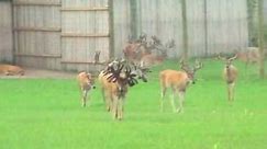 Largest Whitetail Deer Ever