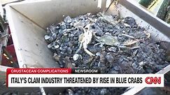 Blue crab invasion threatens Italy's clam industry