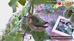 【LIVE】 Webcam Hummingbird Nest - California | SkylineWebcams