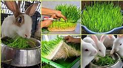 How to Grow Wheatgrass at Home Without Soil (For Rabbit)