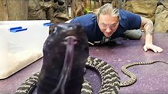 SPITTING COBRA!! ANACONDA ATTACK!! YEAR IN REVIEW!! | BRIAN BARCZYK