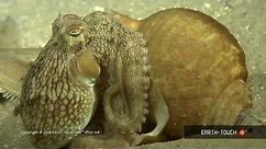 Octopus VS starfish, and huge hippos at sunset