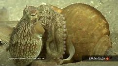 Octopus VS starfish, and huge hippos at sunset