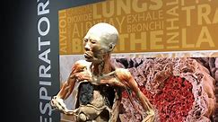 New exhibit puts real human bodies on display
