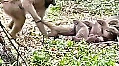 Baboons vs. Mongoose Pack: Wild Battle