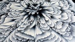 (386) BLACK & WHITE ~ CUP BOTTOM acrylic pour FLOWER painting ~ MUST SEE!!! ~ Paint #WithMe