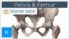 Pelvis (Hip bone) and Femur - Human Anatomy | Kenhub