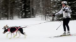 Skijoring is an emerging winter sport gaining popularity and it's a treat for dog lovers.