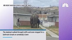 WATCH: Elephant escapes circus and wanders around Montana town