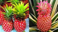 Red Pineapple Farming | How to grow Red Pineapple Plant at Home