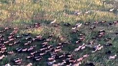 Witness hundreds of thousands of wildebeest migration in Serengeti park. Book your safari now: www.tanzaniafootmark.com #beautifulnature #exploringnature #animalswildlife #exploretheworld #enjoytheview #animaladventures #kaributanzania🇹🇿 #karibuafrica🌍