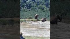 Elephant attacking hippo with calf