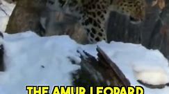 Snow Leopard and Amur Leopard - 2 Of The Rarest Animals In The World
