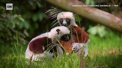 This 'dancing lemur' baby is one of the world's rarest primates