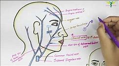 Facial vein | Venous Drainage of Face | Anatomy of Head and Neck | Easy