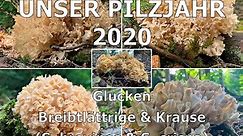 Unser Pilzjahr 2020 - Glucken | Breitblättrige Glucke, Sparassis brevipes | Krause Glucke, S. crispa