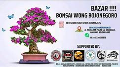 CEK...!! HARGA BONSAI di BAZAR BONSAI WONG BOJONEGORO 2023 || Jawatimur - Indonesia ( 081330523678 )