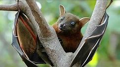 What do fruit bats eat? Where do fruit bats live? How big is a fruit bat?Do fruit bats make good pet
