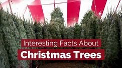 Interesting Facts About Christmas Trees