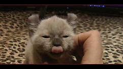 Lynx Hybrid - Exotic Rare Big Cat Goliath & His Amazing Kittens
