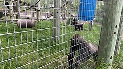 The Toronto Zoo - We’re #LIVE from the outdoor gorilla...