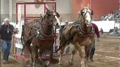 Pennsylvania Farm Show: Horse-pulling competition