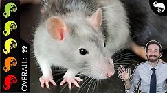 Rat, The Best Pet Mammal?