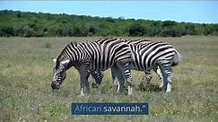 The Mysterious Lives of Zebras: 10 Astonishing Facts