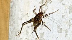 Spider crickets: The bugs you don’t want in your house this fall