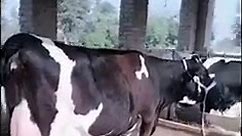 World Biggest Udder Cow | Highest Milking Cow | Janwar Point #highestmilking_cow #top_class_cow #viralreels | Janwar Point