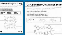 Eighth Grade DNA Structure Diagram Labeling Activity