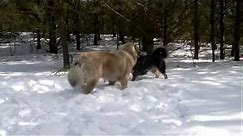 Mastif tybetański i Owczarek kaukaski