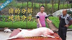 厨师长联合屠夫四伯科普：“家猪的分解”，一次性了解买猪肉的知识，猪不同的部位的价格和名称以及分别如何烹饪，绝对硬核的知识！