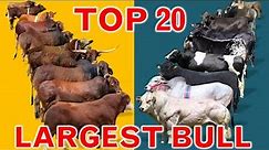 Top 20 Largest Cattle Breeds in The World | Country's Large Bulls Breed | World's Best Bull